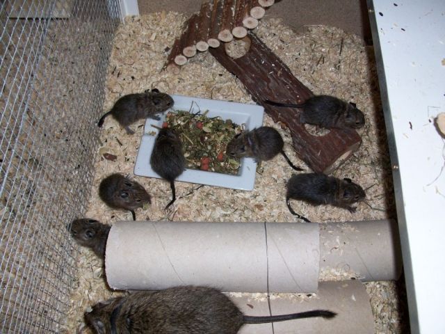Süsse Degus abzugeben  7 Wochen alt - Nagetiere Allgemein - bei Torgau/Sachsen