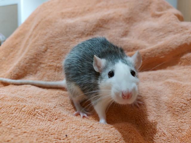 Rattentrio 6 Monate (bei Bedarf mit Savic Suite Royal Rattenkäfig)  - Ratten - Strasshof