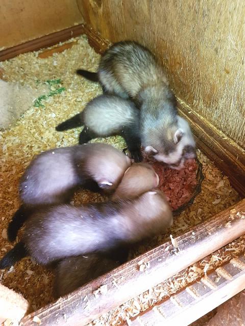 Frettchenwelpen zu verkaufen  - Frettchen - Stelzenberg 