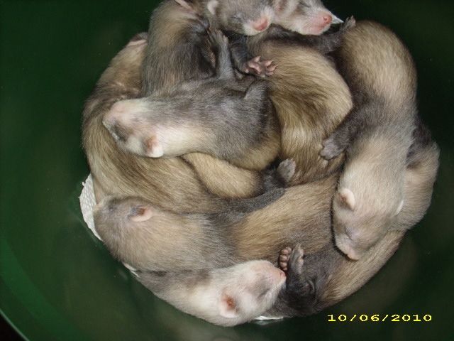 Frettchen-Babys - Frettchen - Lauffen