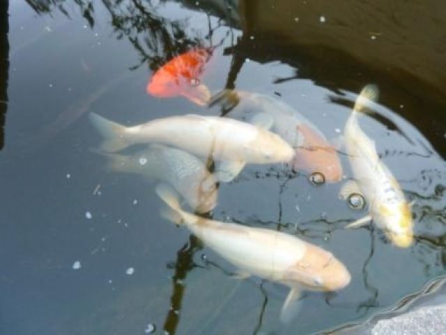 6 wunderschöne Kois zu verkaufen - Fische - Mainz Kastel