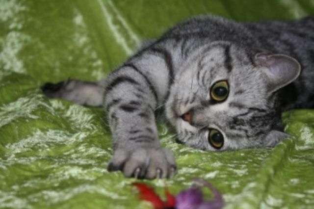 Whiskas-Katzen Dream-Team Mutter und Sohn - Katzen - Hilgenroth