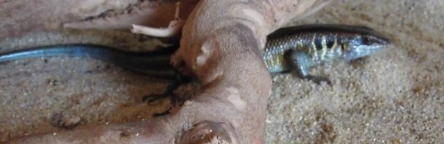    TRACHYLEPIS QUINQUETAENIATA - Reptilien - Greifenstein