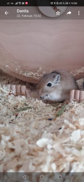 Rennmaus weibchen  - Maeuse - Essen