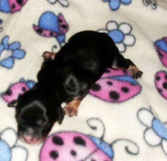 Havaneser Welpen VDH/ FCI - Hunde - Saarbrücken