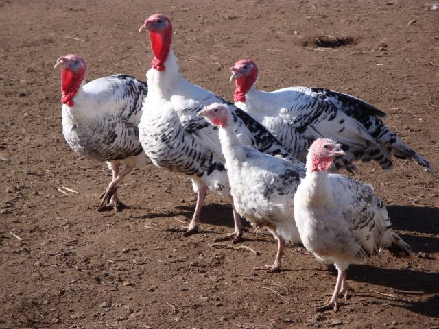 Junge Cröllwitzer Puten - Nutztiere - Elsenfeld