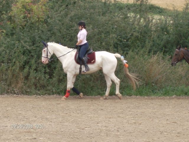 Reitbeteiligung  in 32791 - Reitbeteiligung - lage