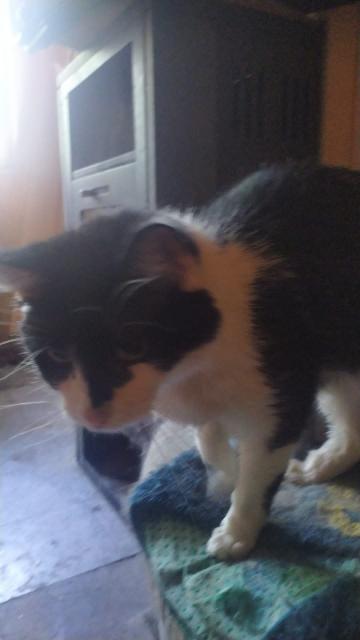 Katzen sucht neues Zuhause  - Haustiere - Nienstädt