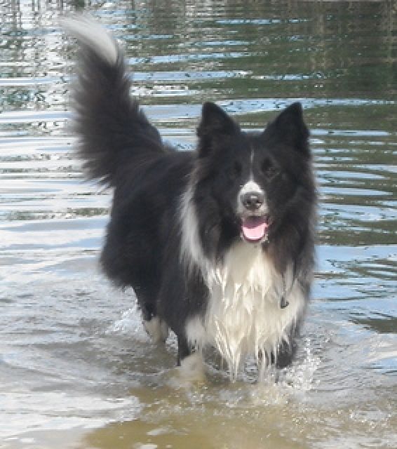 Bordercollie Collie Mischling/Mix Rüde 4 J. in gute Hände mit Erfahrung - Hunde - Erkerode