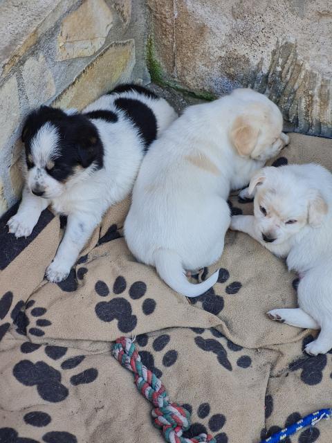 Podenco Beagle Mix Welpen - Hunde - Schraplau