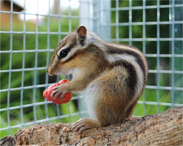Chin.Baumhörnchen Streifenhörnchen - Nagetiere Allgemein - Fürstenzell