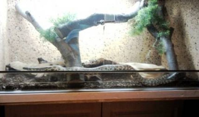 Königsnatter  Lampropeltis getula splendida  mit Terrarium und Zubehör abzugeb - Reptilien - Mönchengladbach