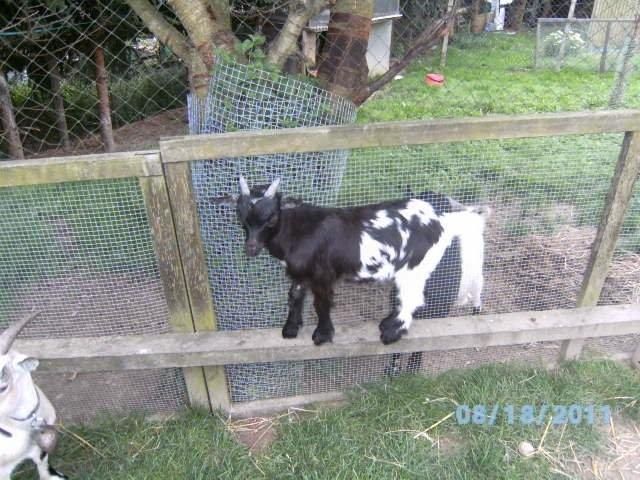 3 afrikanische Zwergziegen und 1 Zwergziegenbock  - Nutztiere - Burkhardswalde