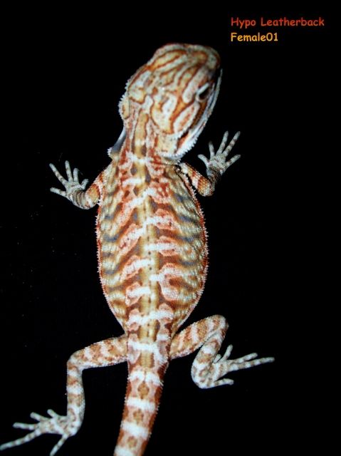 Farbbartagamen Hypos und Hypo Leatherbacks - Reptilien - Mönchengladbach