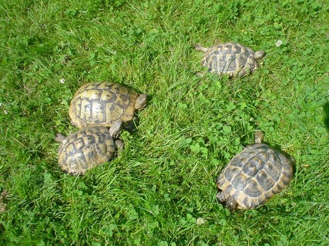 Griech. Landschildkröte ca. 50 Jahre, männlich - Reptilien - Braunschweig