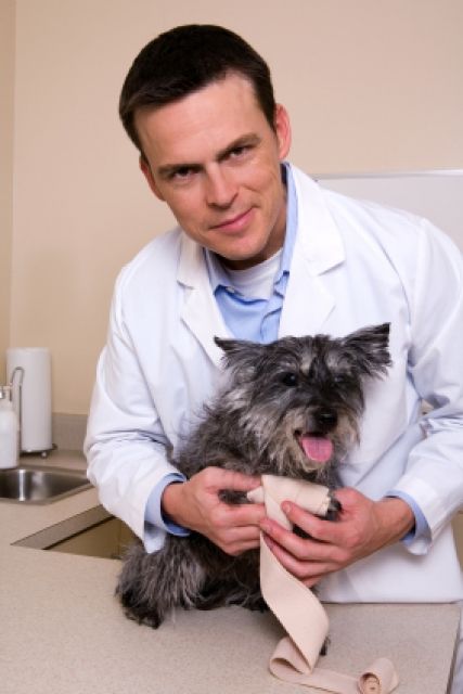 Hunde-OP Versicherung - wir bezahlen Ihren Tierarzt - Zubehoer für Haustiere - Berlin