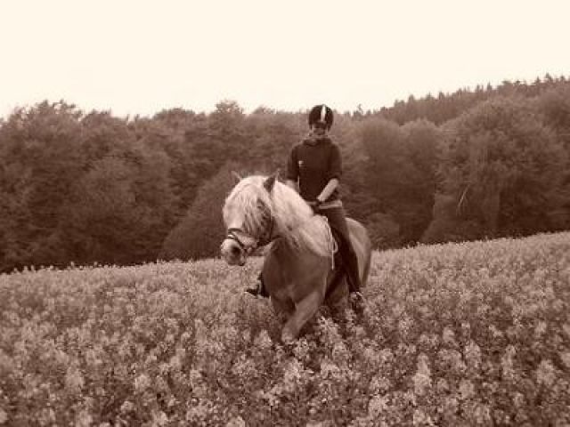 Suche Reitbeteiligung in Bielefeld  - Reitbeteiligung - Bielefeld