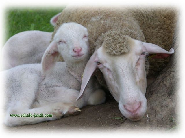 Merino Schafe Jandl - Nutztiere - Postelgraben 28