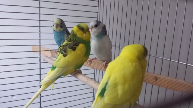 Junge Wellensittiche - Voegel - Nemsdorf