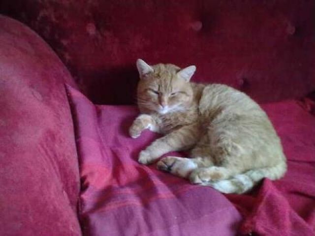 Kater Lenox am 02.03.2013 entlaufen - Entlaufen Zugelaufen - Kirchheim unter Teck