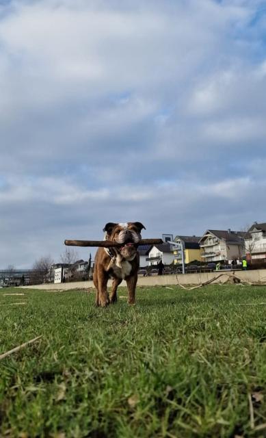 Englische Bulldoggen Hündin  - Hunde - Troisdorf 