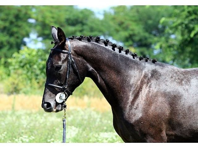 Wallach, Hengst und Stute Hannoveraner Pferde - Pferde - 28195