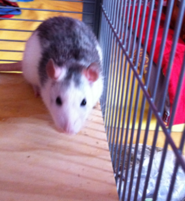 Süße handzahme Ratten suchen neuen Besitzer  - Ratten - Balingen