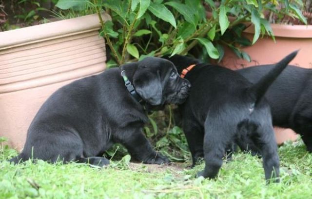 Labrador Welpen in Schwarz traumhaft schön suchen liebe Familien - Hunde - Frankfurt/Oder - Neuberesinchen  Brandenburg 