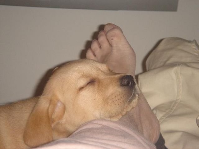 Edle Labrador Und Golden Retriever Welpen Suchen Ein Liebevolles
