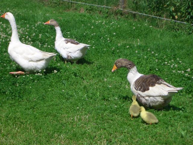Pommerngänse grau  - weiss  - Bunt  Kücken- Gössel  aus Nachzucht abzugeben - Nutztiere - Laupheim
