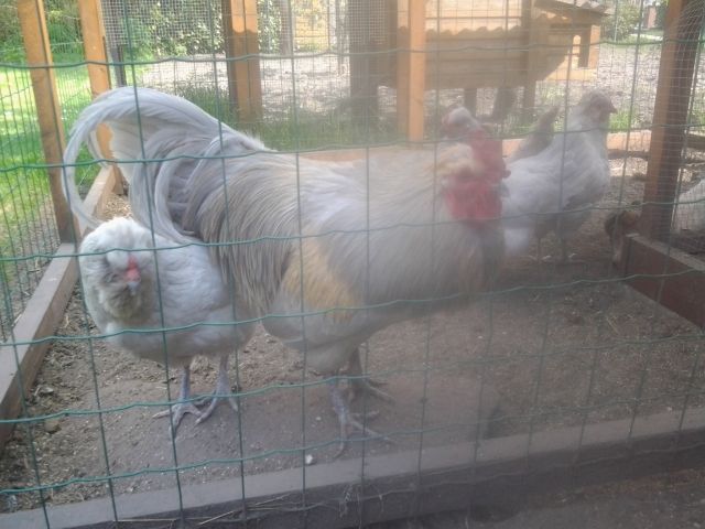 Englische Araucaner  - Nutztiere - Brandenburg 