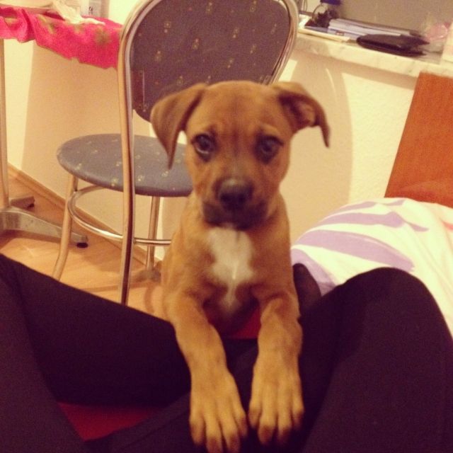 Rottweiler-Boxer - Hunde - Leipzig