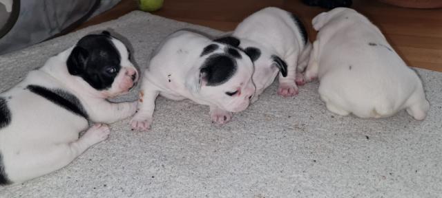 6 welpen suchen neues Zuhause  - Hunde - Nordhausen