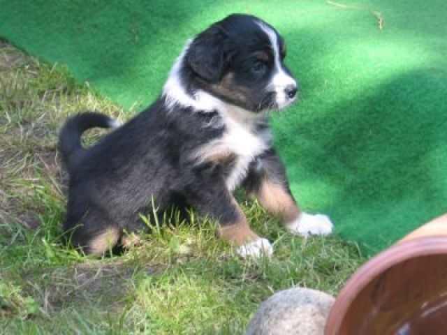 Australian Shepherd Welpen wunderschön gezeichnet,  - Hunde - Lienen-Kattenvenne