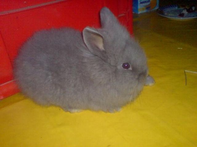Löwenkopfchen 7 wo alt grau - Hasen Kaninchen - Weilerswist