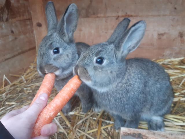 Zwergkaninchen abzugeben  - Hasen Kaninchen - Tann Rhön 