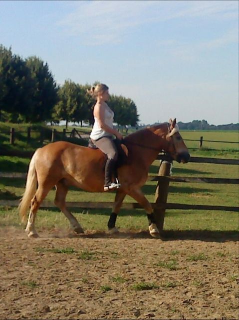 Suche Reitbeteiligung für 12 jährigen Haflinger - Reitbeteiligung - Erkelenz