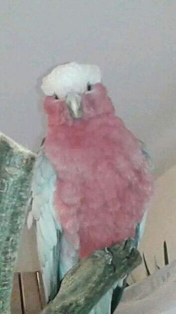 Männl Rosa Mann 8 Jahre  zahm, lieb, kein Schreier, sucht neuenes Zuhause - Voegel -  Dortmund