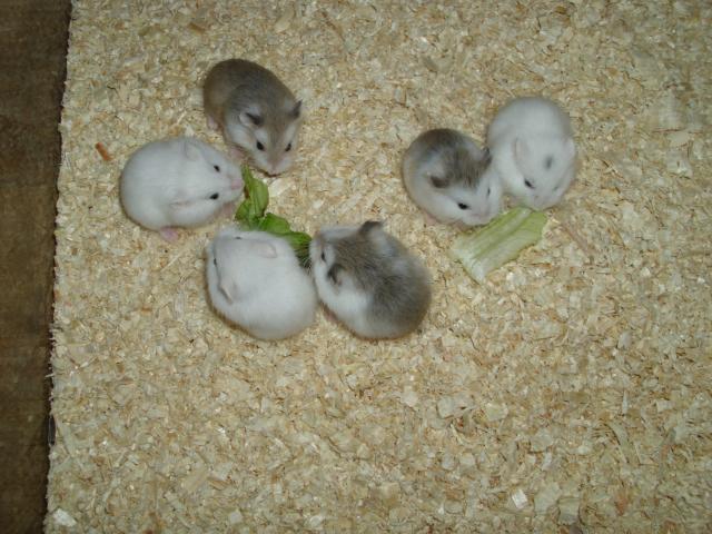 Roborowski Zwerghamster in tollen Farben, Hamster 1 Monat alt - Hamster - Moringen