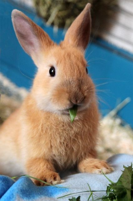 MERLIN sucht dringend neues Zuhause  - Hasen Kaninchen - Billerbeck