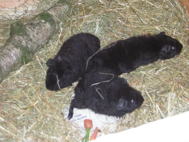 Meerschweinchen-Damen suchen neues zu Hause - Meerschweinchen - Emsdetten