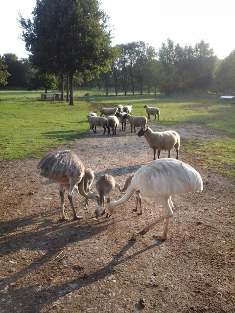 Nandus, Küken aus Naturbrut - Voegel - Wredenhagen