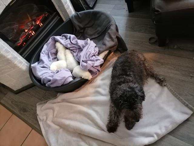 4 kleine Samojeden, die etwas andere Welpen Geschichte - Hunde - Nordrhein-Westfalen - Hagen