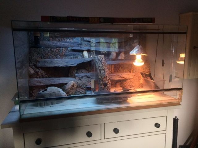 Sehr schönes Terrarium zu verkaufen  LxBxH: 100x50x52  - Terrarien - Velbert