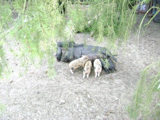Zwergschweinferkel - Sonstige Haustiere - Heidesee - Prieros