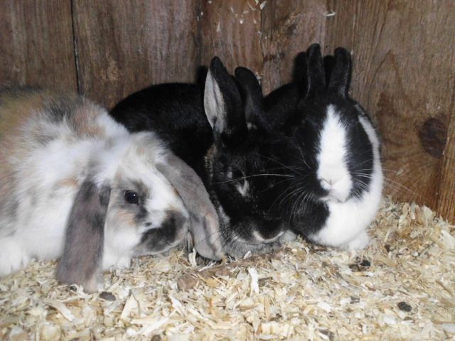 Kaninchen&Meerschweinchen - Haustiere - oederquart