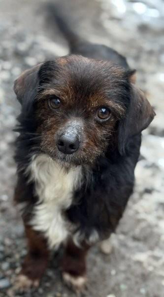 Fio - Lebensfroher kleiner Fio spielt gern - Hunde - Königsbach-Stein 