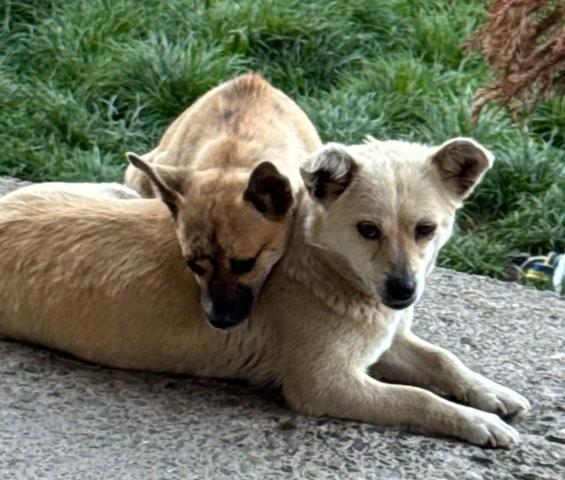 Lou & Leni - ein unzertrennliches Paar - Hunde - Königsbach-Stein 