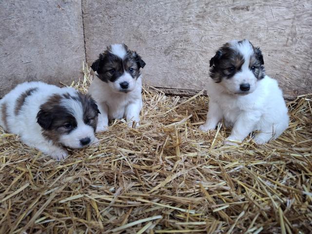 Tornjak Welpen, Herdenschutzhunde, Kroatischer Schäferhund - Hunde - Fellen
