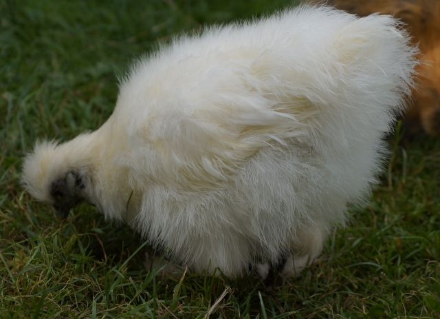 Weißer Zwergseiden-Gockel - Nutztiere - Penzberg